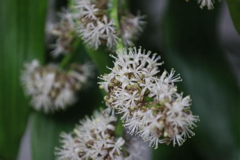 巴西鐵樹開花後如何處理